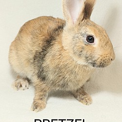 Photo of Pretzel