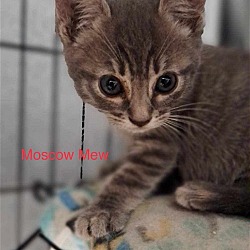 Photo of Moscow Mew