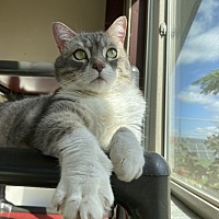 adopt a pet