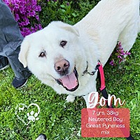 adopt a pet