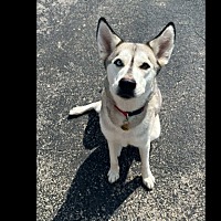 adopt-pet