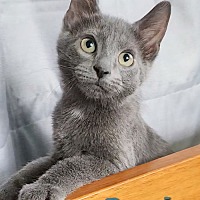 adopt a pet