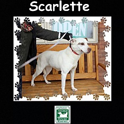 Thumbnail photo of Scarlette #1