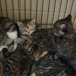Thumbnail photo of Gracie and 4 kittens #2