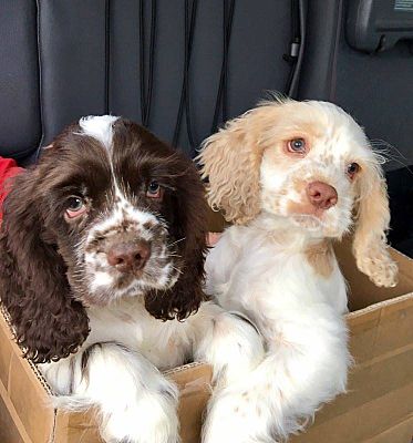 Blonde clearance springer spaniel