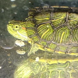 Photo of Baby red ear slider