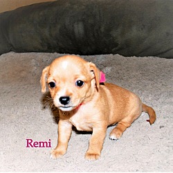 Photo of Remi