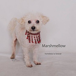 Thumbnail photo of Marshmallow #2