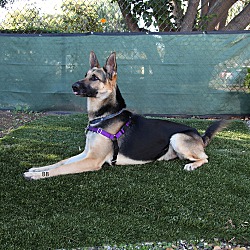 Thumbnail photo of Max the GSD #4