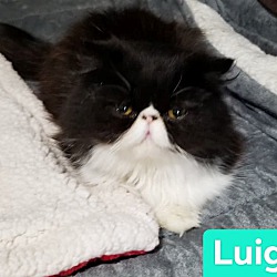 Photo of Luigi