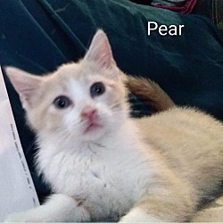 Thumbnail photo of Pear #1