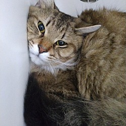 Photo of Whiskers
