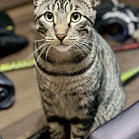adopt a pet