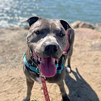 adopt a pet