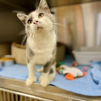 adopt a pet