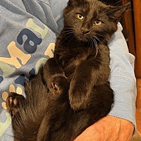 adopt a pet