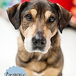 Thumbnail photo of Brownie - Adopted! #1
