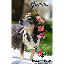 Thumbnail photo of Gemma - No Longer Accepting Applications #1