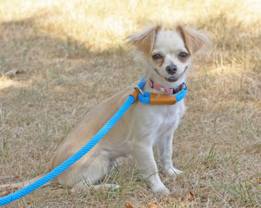 Newington, CT - Chihuahua. Meet Sandy a Pet for Adoption - AdoptaPet.com