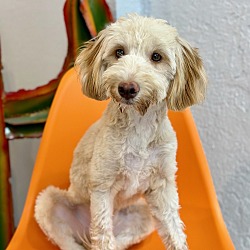 Photo of Sadie