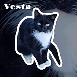 Thumbnail photo of Vesta #2