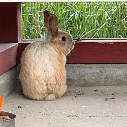 Photo of S Bunny 2404-0969