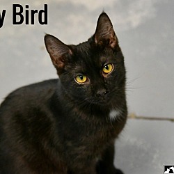 Thumbnail photo of Lady Bird #3