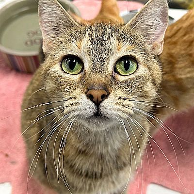 Des Moines, IA - Domestic Shorthair. Meet Melanie -- Bonded Buddy With ...