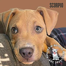 Photo of Zodiac Litter: Scorpio