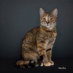 Photo of Nesta