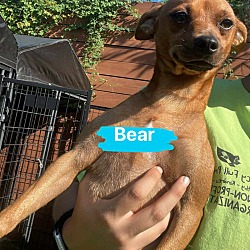 Thumbnail photo of Bear #4