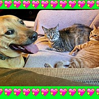 adopt a pet