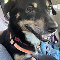adopt a pet