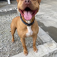 adopt a pet