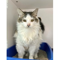 adopt-pet