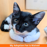 adopt a pet