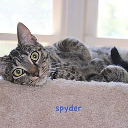 Thumbnail photo of Spyder #2