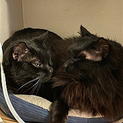Thumbnail photo of Randall and Leto Bonded pair- Special needs #1