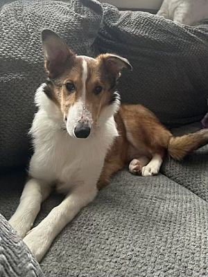 Skippack, PA - Sheltie, Shetland Sheepdog/Mixed Breed (Medium). Meet