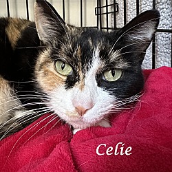 Thumbnail photo of CELIE #3