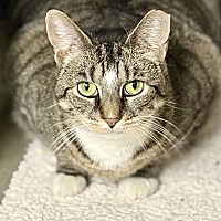 adopt-pet