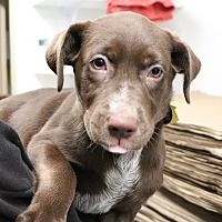 adopt a pet
