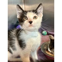 adopt-pet