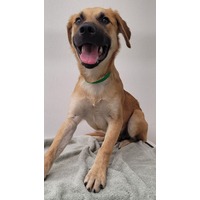 adopt-pet