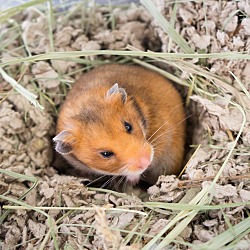 Thumbnail photo of Syrian Hamsters #2