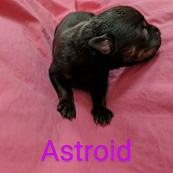 Thumbnail photo of Asteroid #3