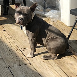 Photo of Champ