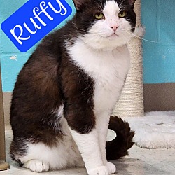 Thumbnail photo of Ruffy #1