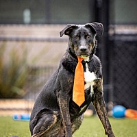 adopt a pet