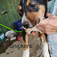 adopt a pet